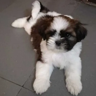 Shih Tzu Price in Pune | Shih Tzu Puppies for sale in Pune