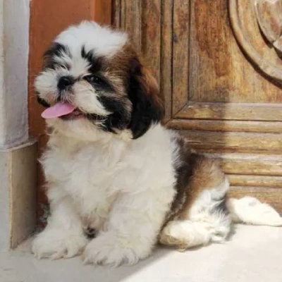 Shih Tzu Price in Noida | Shih Tzu Puppies for sale in Noida