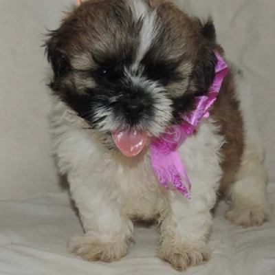 Shih Tzu Price in Noida | Shih Tzu Puppies for sale in Noida