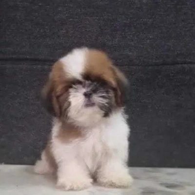 Shih Tzu Price in Delhi | Shih Tzu Puppies for sale in Delhi