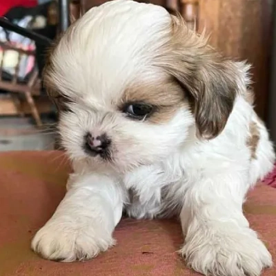 Shih Tzu Price in Noida | Shih Tzu Puppies for sale in Noida