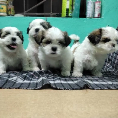 Shih Tzu Price in Pune | Shih Tzu Puppies for sale in Pune