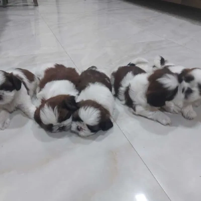 Shih Tzu Price in Visakhapatnam | Shih Tzu Puppies for sale in Visakhapatnam