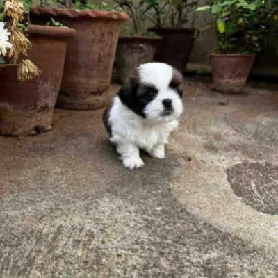 Shih Tzu Price in Delhi | Shih Tzu Puppies for sale in Delhi