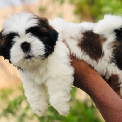 Shih Tzu Price in Delhi | Shih Tzu Puppies for sale in Delhi