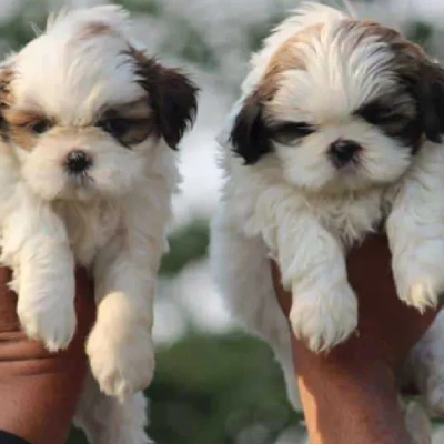 Shih Tzu Price in Surat | Shih Tzu Puppies for sale in Surat