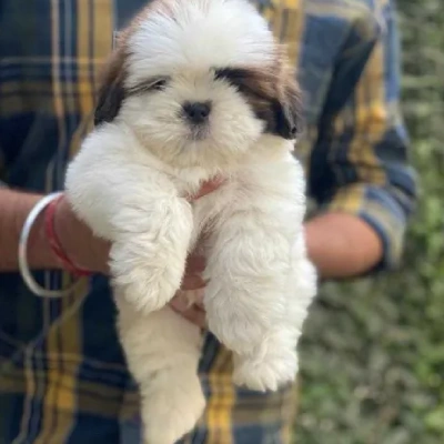 Shih Tzu Price in Hyderabad | Shih Tzu Puppies for sale in Hyderabad