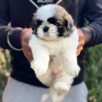 Shih Tzu Price in Mumbai | Shih Tzu Puppies for sale in Mumbai