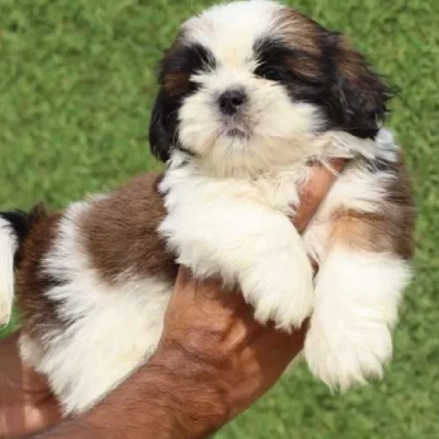 Shih Tzu Price in Noida | Shih Tzu Puppies for sale in Noida