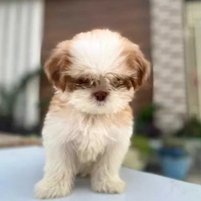 Shih Tzu Price in Surat | Shih Tzu Puppies for sale in Surat