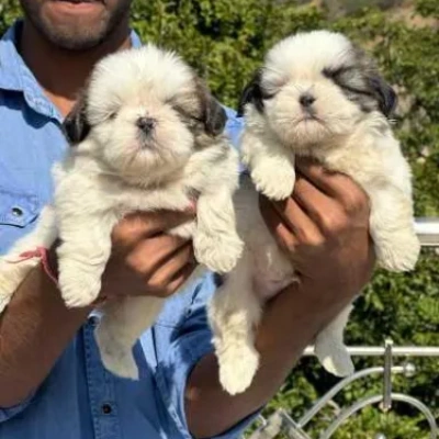 Shih Tzu Price in Delhi | Shih Tzu Puppies for sale in Delhi