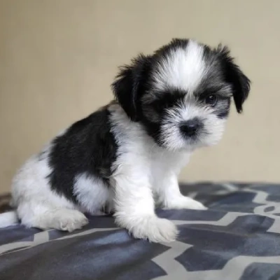 Shih Tzu Price in Surat | Shih Tzu Puppies for sale in Surat