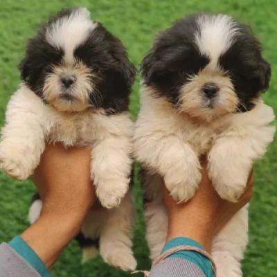 Shih Tzu Price in Noida | Shih Tzu Puppies for sale in Noida