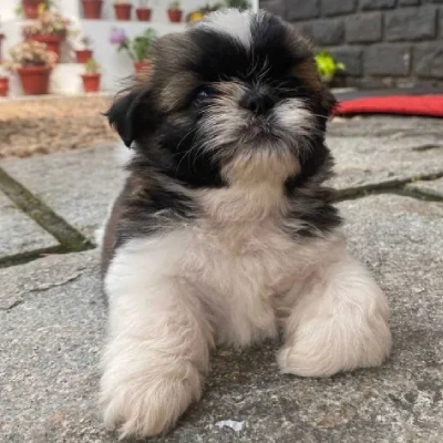 Shih Tzu Price in Mumbai | Shih Tzu Puppies for sale in Mumbai