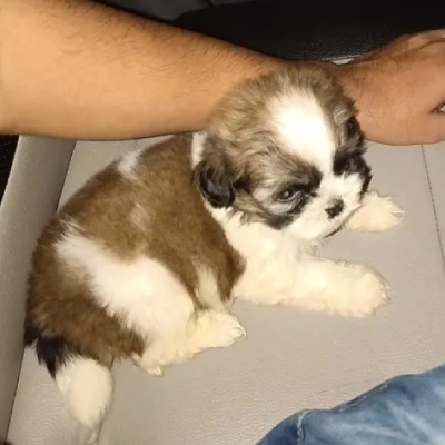 Shih Tzu Price in Visakhapatnam | Shih Tzu Puppies for sale in Visakhapatnam