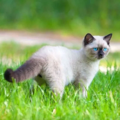 Siamese cat Price in Mumbai | Siamese cats for sale in Mumbai