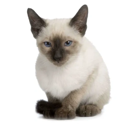 Siamese cat Price in Hyderabad | Siamese cats for sale in Hyderabad