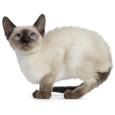 Siamese cat Price in Mumbai | Siamese cats for sale in Mumbai