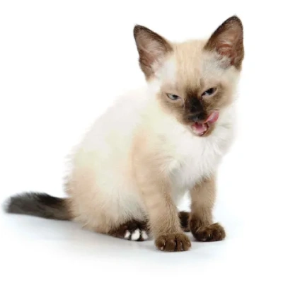 Siamese cat Price in Mumbai | Siamese cats for sale in Mumbai