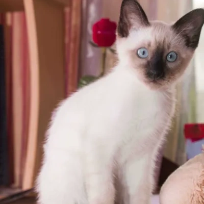 Siamese cat Price in Mumbai | Siamese cats for sale in Mumbai