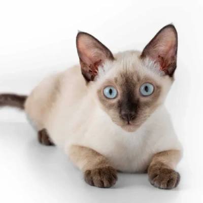 Siamese cat Price in Mumbai | Siamese cats for sale in Mumbai