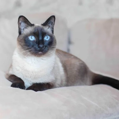 Siamese cat Price in Hyderabad | Siamese cats for sale in Hyderabad