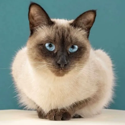 Siamese cat Price in Hyderabad | Siamese cats for sale in Hyderabad