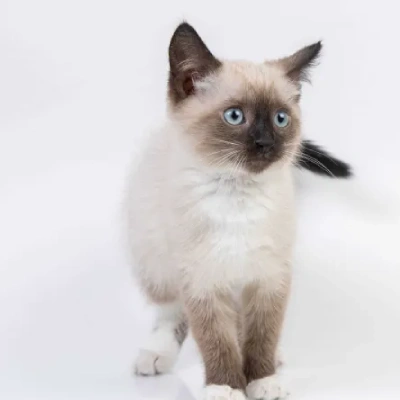 Siamese cat Price in Mumbai | Siamese cats for sale in Mumbai