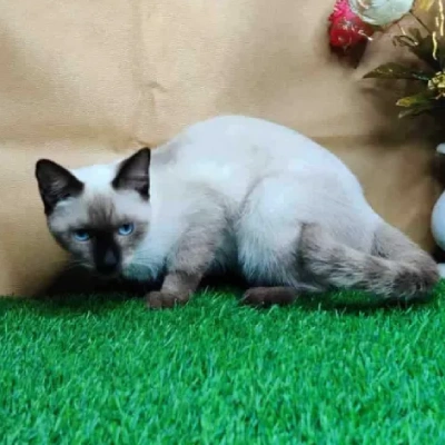 Siamese cat Price in Hyderabad | Siamese cats for sale in Hyderabad