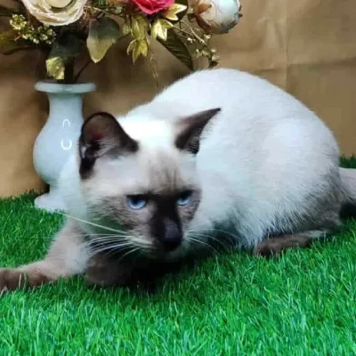 Siamese cat Price in Mumbai | Siamese cats for sale in Mumbai