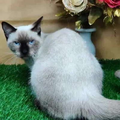 Siamese cat Price in Mumbai | Siamese cats for sale in Mumbai