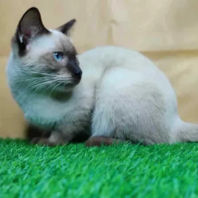 Siamese cat Price in Hyderabad | Siamese cats for sale in Hyderabad