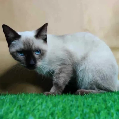 Siamese cat Price in Hyderabad | Siamese cats for sale in Hyderabad