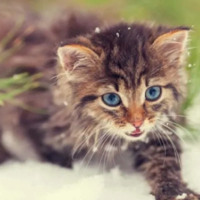 Siberian cat Price in Mumbai | Siberian cats for sale in Mumbai