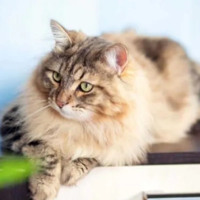 Siberian cat Price in Mumbai | Siberian cats for sale in Mumbai