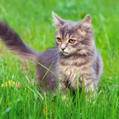 Siberian cat Price in Mumbai | Siberian cats for sale in Mumbai