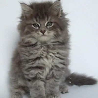 Siberian cat Price in Bangalore | Siberian cats for sale in Bangalore