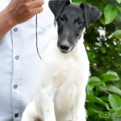 Smooth Fox Terrier Price in Visakhapatnam | Smooth Fox Terrier Puppies for sale in Visakhapatnam