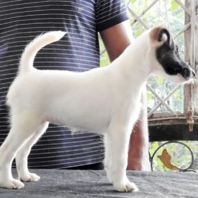 Smooth Fox Terrier Price in Visakhapatnam | Smooth Fox Terrier Puppies for sale in Visakhapatnam