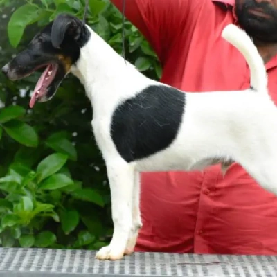 Smooth Fox Terrier Price in Visakhapatnam | Smooth Fox Terrier Puppies for sale in Visakhapatnam