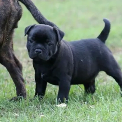 Staffordshire Bull Terrier Price in Surat | Staffordshire Bull Terrier Puppies for sale in Surat