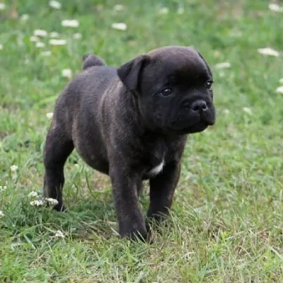 Staffordshire Bull Terrier Price in Surat | Staffordshire Bull Terrier Puppies for sale in Surat