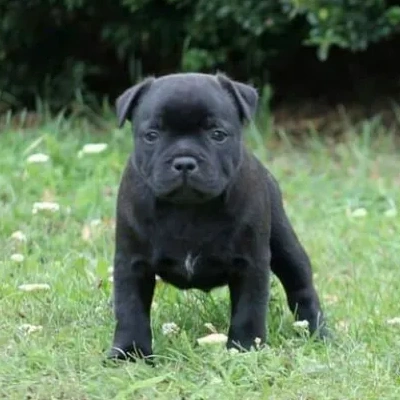 Staffordshire Bull Terrier Price in Surat | Staffordshire Bull Terrier Puppies for sale in Surat