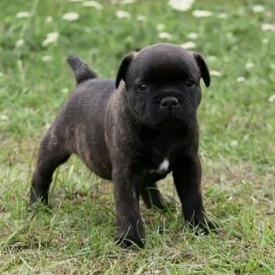 Staffordshire Bull Terrier Price in Surat | Staffordshire Bull Terrier Puppies for sale in Surat