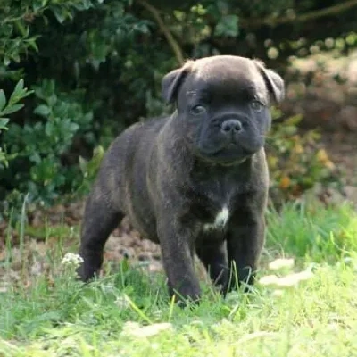 Staffordshire Bull Terrier Price in Surat | Staffordshire Bull Terrier Puppies for sale in Surat