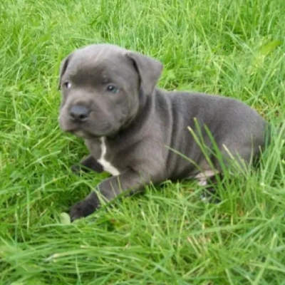 Staffordshire Bull Terrier Price in Surat | Staffordshire Bull Terrier Puppies for sale in Surat