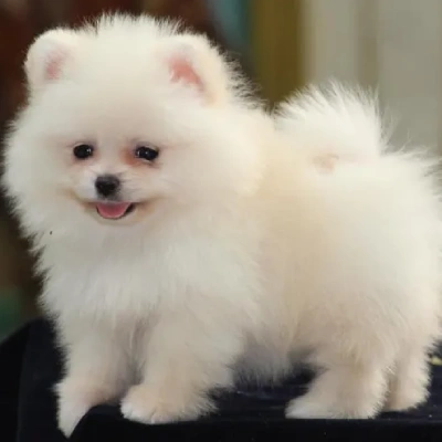 Toy Pom Price in Mumbai | Toy Pom Puppies for sale in Mumbai