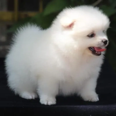 Toy Pom Price in Surat | Toy Pom Puppies for sale in Surat