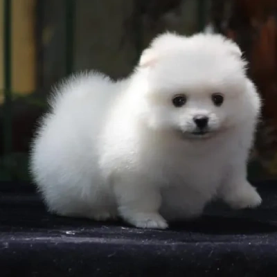 Toy Pom Price in Noida | Toy Pom Puppies for sale in Noida