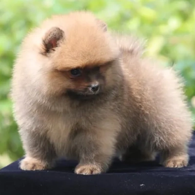 Toy Pom Price in Bangalore | Toy Pom Puppies for sale in Bangalore